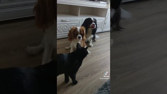 #собакабарабака Дружба собак и кошки. смотреть онлайн