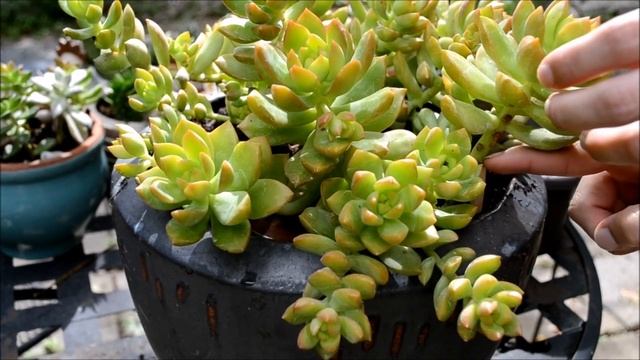 5 Things You Didn't Know About Succulent-Echeveria 'Golden Glow' смотреть онлайн