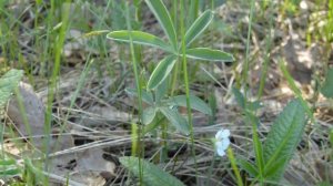 ЛАПЧАТКА БЕЛАЯ - применение в народной медицине
