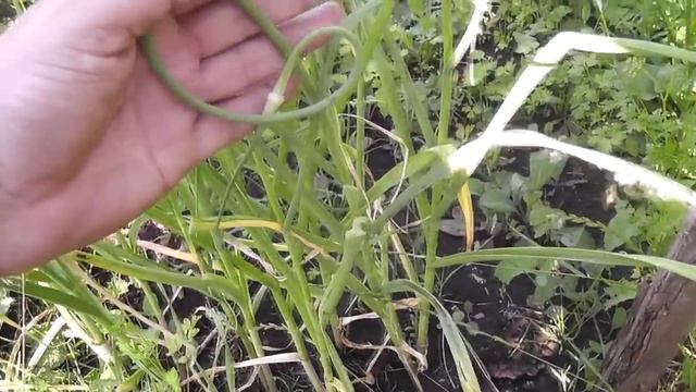 ЧТОБЫ ЧЕСНОК ВЫРОС КРУПНЫМ Удаление стрелок и подкормка чеснока