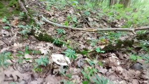 Радищево, есть ли грибы?