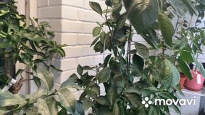 Ответы на вопросы о содержании цитрусов, грунт, освещение, осмокот