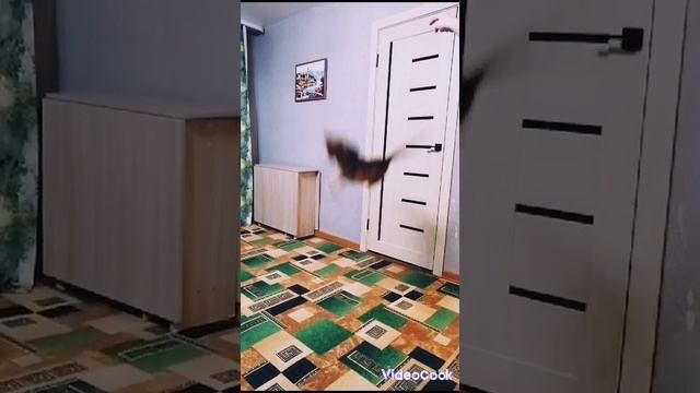 Прыжок бенгальского кота