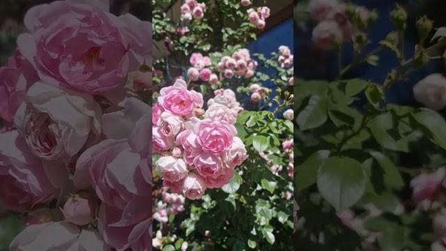 One of the best pink climbing rose Jasmine, Красивейшая  плетистая роза Жасмин  #rose #shortvideo