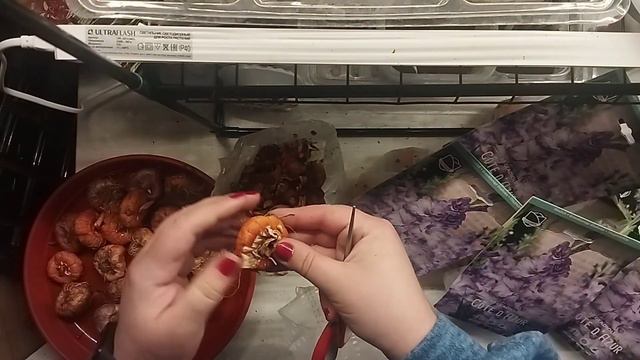 Распаковка, осмотр, обработка.Гладиолусы из ИМ, сорт Cote d Azur смотреть онлайн