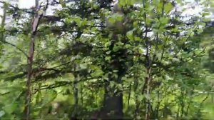 установка ловушки