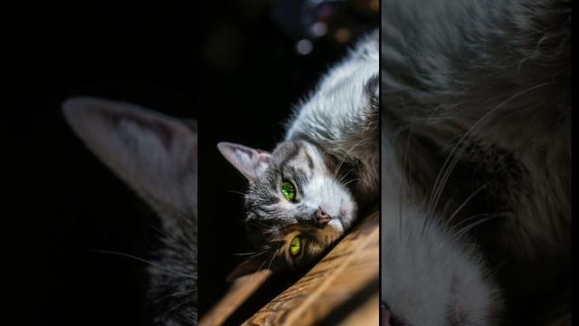 Самые милые котята в мире, Для тех кто любит кошек - Семья Комиссаровых