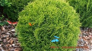 Туя западная Тайни Тим (thuja occidentalis tiny tim) ? обзор: как сажать, саженцы туи Тайни Тим