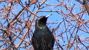 Скворцы прилетели