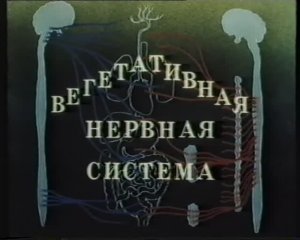 ВЕГЕТАТИВНАЯ НЕРВНАЯ СИСТЕМА