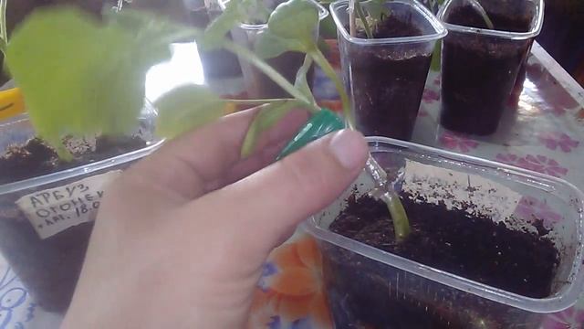 Прививка арбуза на тыкву. Через 3 недели. смотреть онлайн