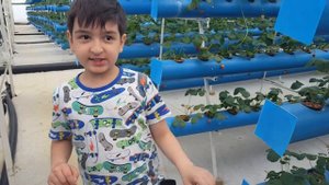 Самая клубничная теплица в России находится в Республике Дагестан.