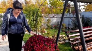 Многолетние астры - красота без труда!