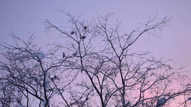 Свиристели пели трели. смотреть онлайн