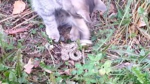 Кот змеелов!!!