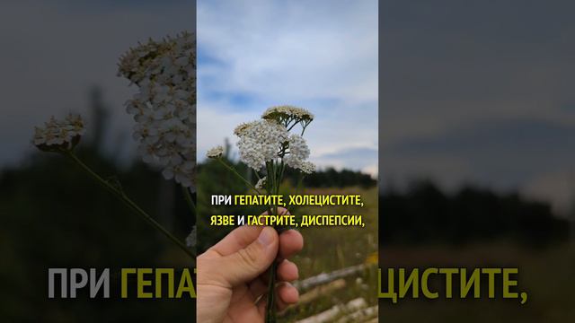 Тысячелистник - для долголетия и защиты всех органов
