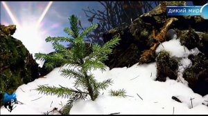 Дикая природа Баварии. Дикий мир. Часть1