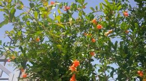 Как обрезать Гранат - Как цветет Гранат ЧИТАЙ ОПИСАНИЕ УЗНАЕШЬ КАК