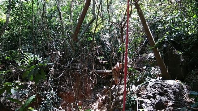 Дрова из пальмы смотреть онлайн