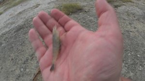 ВЛОГ ИЗ СЕДОВО.ГОТОВЛЮ БИГУЛЬМЭ.СЛОВИЛ ОГРОМНУЮ КРЕВЕТКУ В МОРЕ.