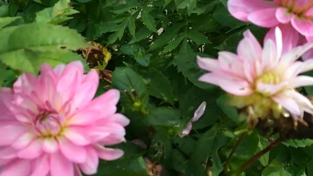 георгины и горшечный садик смотреть онлайн