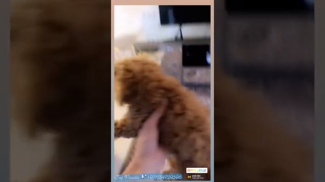 Cute Toy Poodle +971554729596 #toypoodle #puppy #dubai #uae