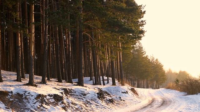 Погрузитесь в атмосферу зимнего утра в лесу. Звуки шагов по снегу и дятла на дереве смотреть онлайн