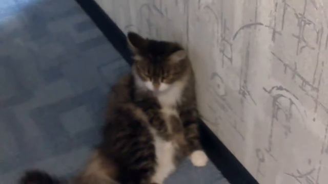 Кошка съела хвост ящирицы! смотреть онлайн