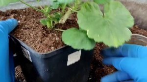 ПЕЛАРГОНИИ. Пересадка, обновление корневой, замена грунта.