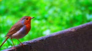 2 Hours of Bird Sounds: Bird Song, Bird Calls, Birds Singing, Nature Sounds for Relaxing