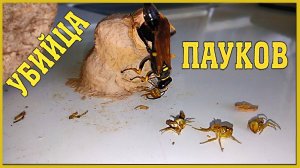 Оса - убийца пауков. Работа осы Пелопей #177
