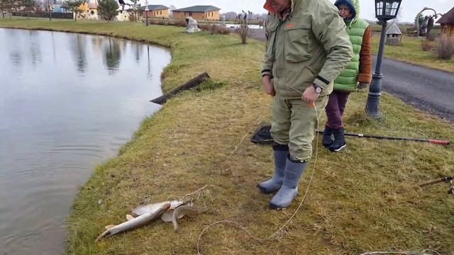 На мандулы ловят все! смотреть онлайн