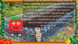 БУТЫЛОЧНЫЕ "ЛАФХАКИ" В САДУ ОТ ПОМИДОРКИНА!