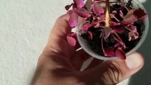 3 самых быстрорастущих, вечноцветущих и неприхотливых Оксалиса (Кислицы вулканические)