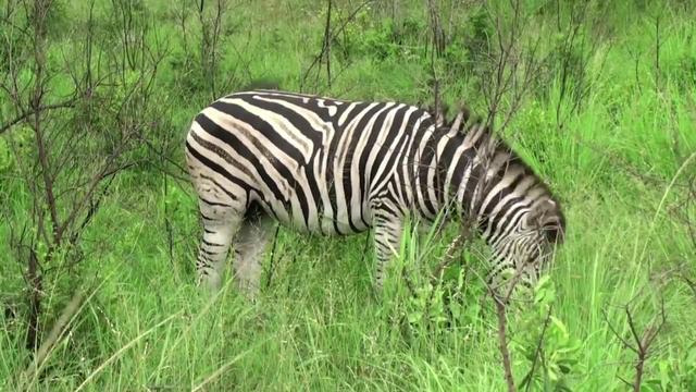Safari in the Hluhluwe-Umfolozi Park (South Africa) смотреть онлайн