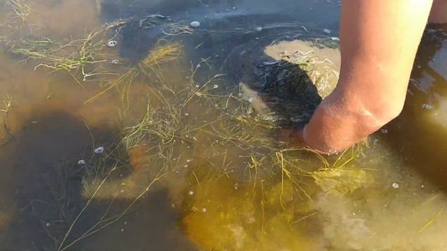 Где копать морской червь нереис