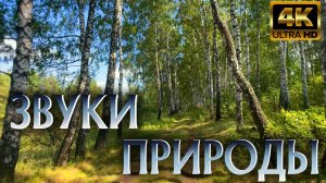 Урочище Сурки. Прогулка по уголку первозданной природы в 4K.   #nature #природа