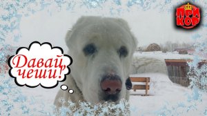 Наш быт: перестановка, собакен и сырный суп из гуся!