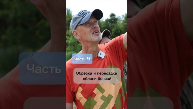 Обрезка и пересадка яблони бонсай. Часть 9