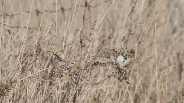 Common Redpoll Or Mealy Redpoll (Acanthis Flammea)