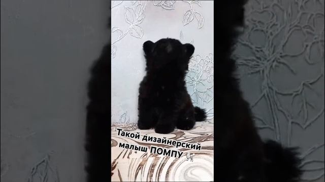 Дизайнерский щенок Шпицепу. Помпу. Плод истиной любви померанского шпица и карликового пуделя.