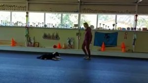 Воспитание щенка. Австралийская овчарка 5 месяцев