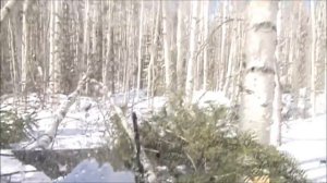 Вездеход ГАЗ 71 в зимнем лесу по глубокому снегу