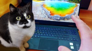 ПОКАЗАЛ КОТУ ТОП-НОУТБУК HP OMEN