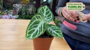 Антуриум Сильвер Блаш - растение с серебряными листьями