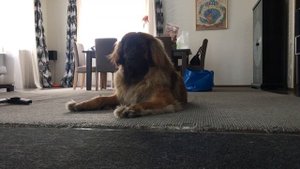 Леонбергер 1,3 года 78кг. Leonberger 1,3 years 78kg