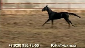 Лошади Ахалтекинской породы