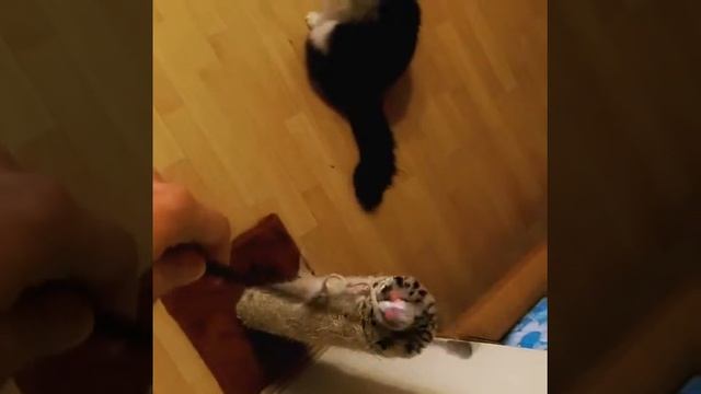 Самый неуклюжий кот в мире смотреть онлайн