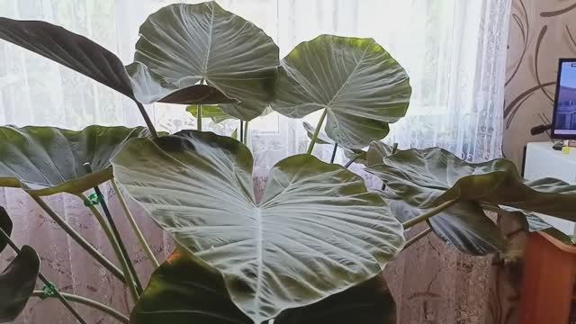 ?Алоказия Регал Шилдс? порезал цветоносы #алоказия #flowers #комнатныецветы #текнокамон20про #цвет