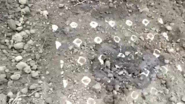 Как посадить семена кабачков в яичные лотки. ? смотреть онлайн